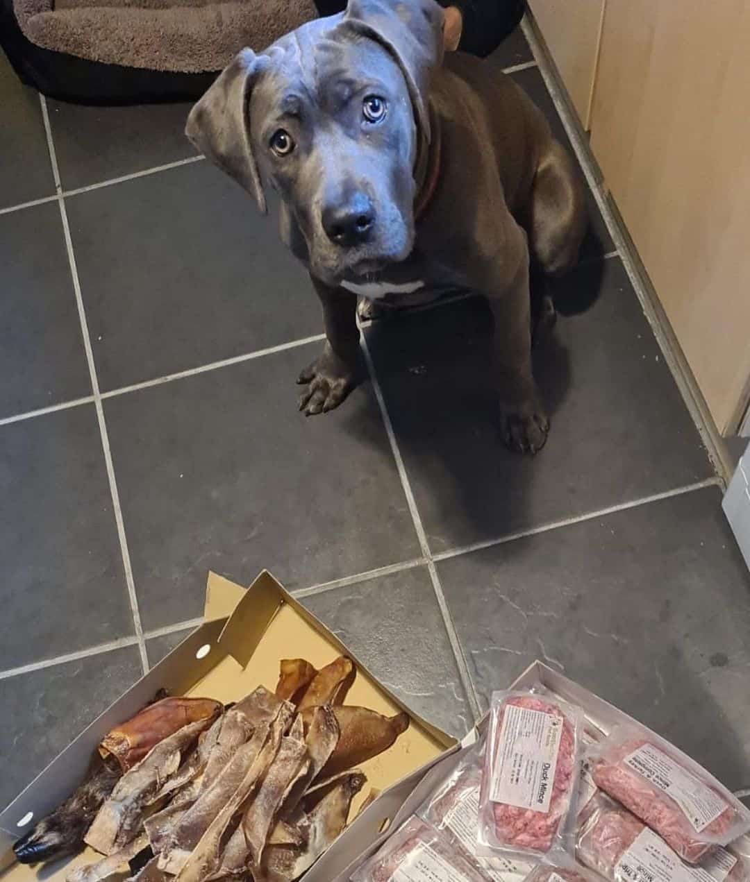 cane corso is waiting for food