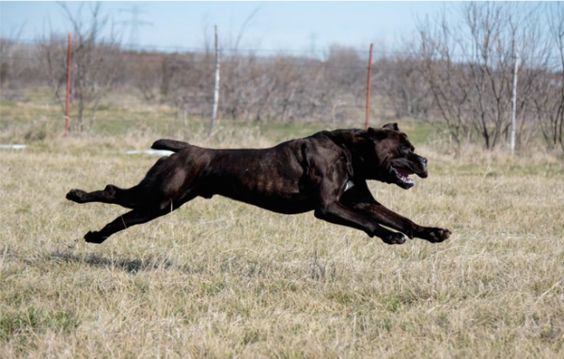 cane corso jumping