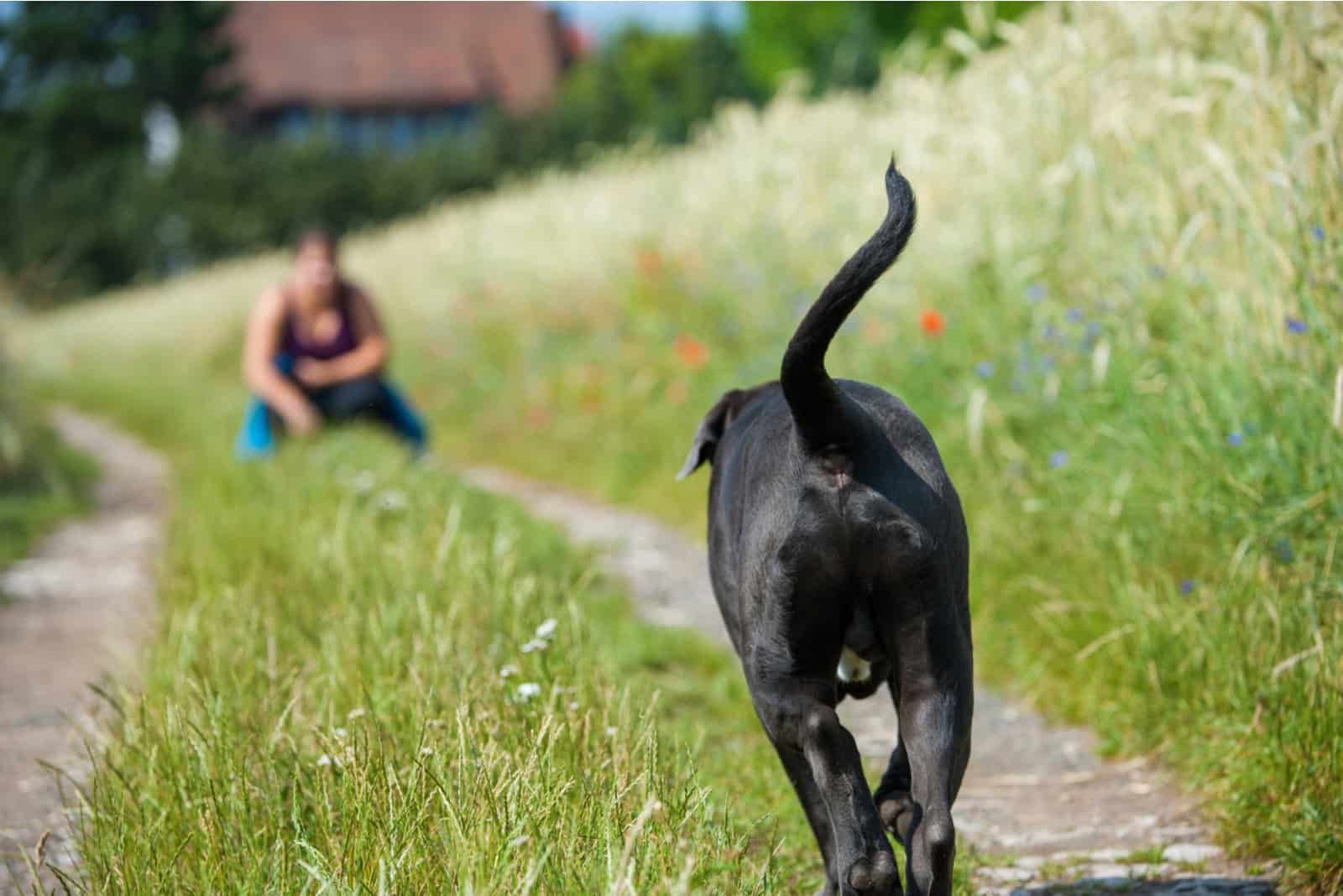 cane corso playing with owner