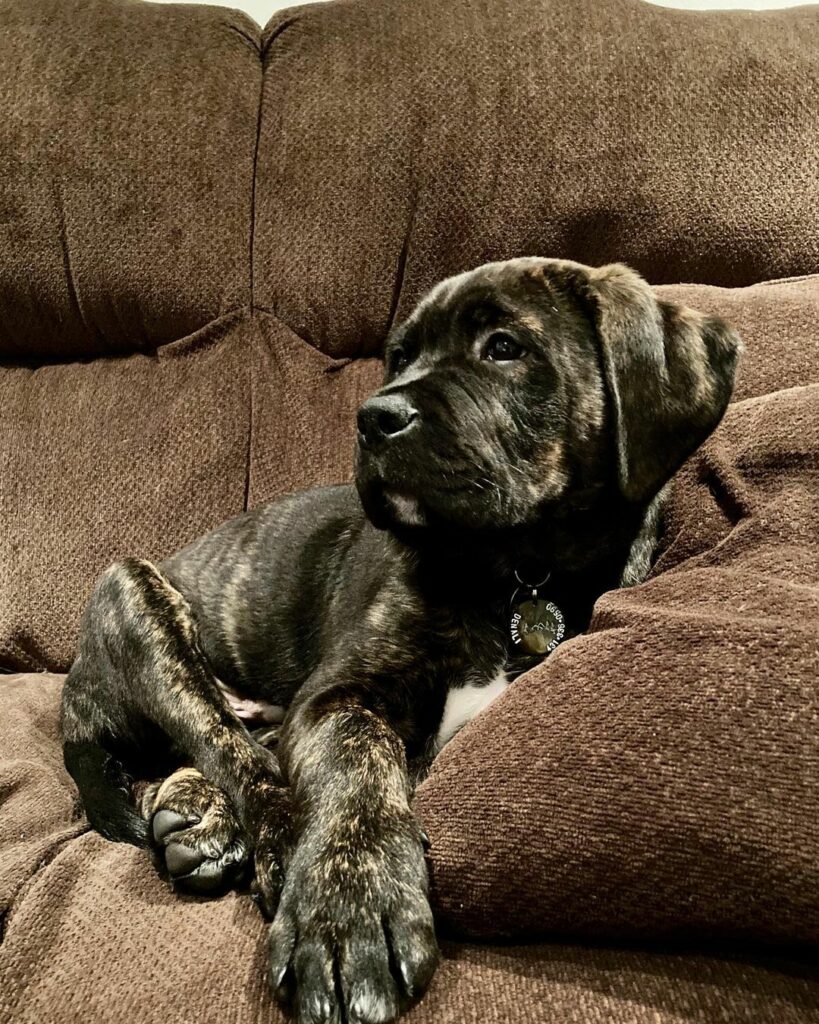 Cane Corso Presa Canario Mix A Word On This Unusual Hybrid