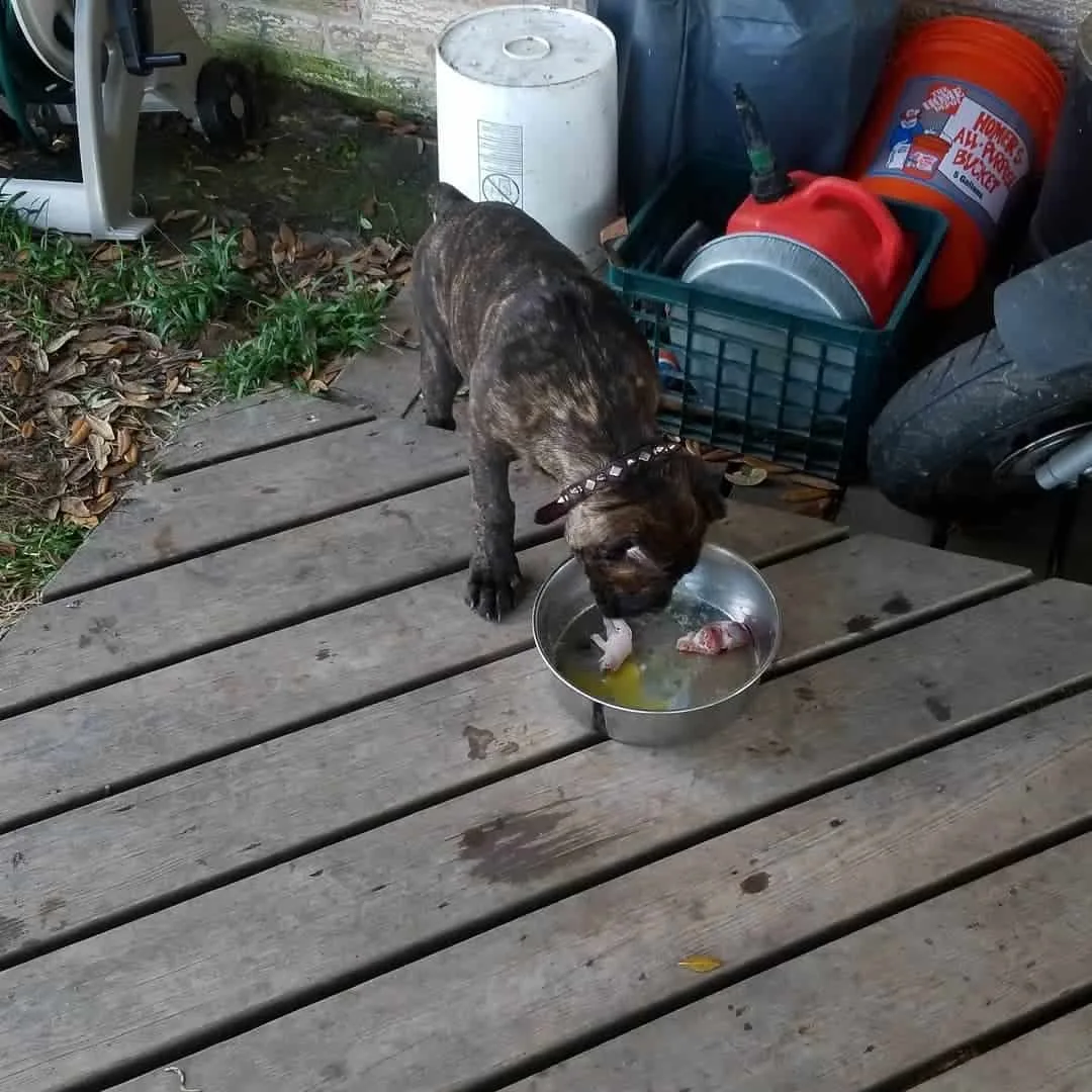 cane corso puppy eats from a bowl