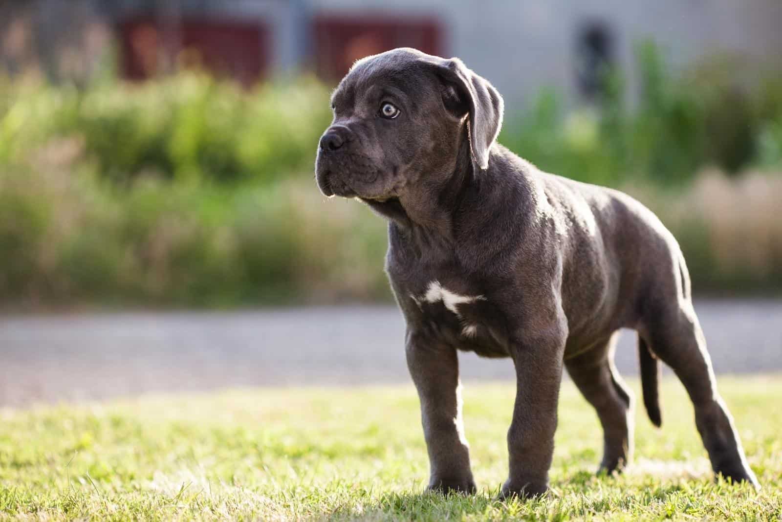 cane corso puppy in park