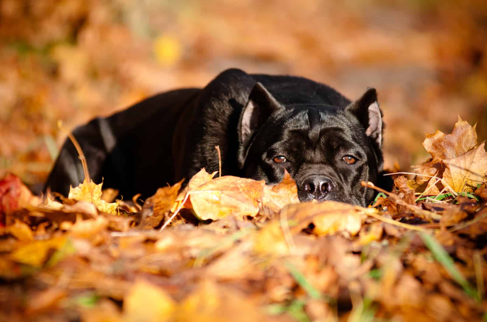 cane corso puppy resting in autumn leaves