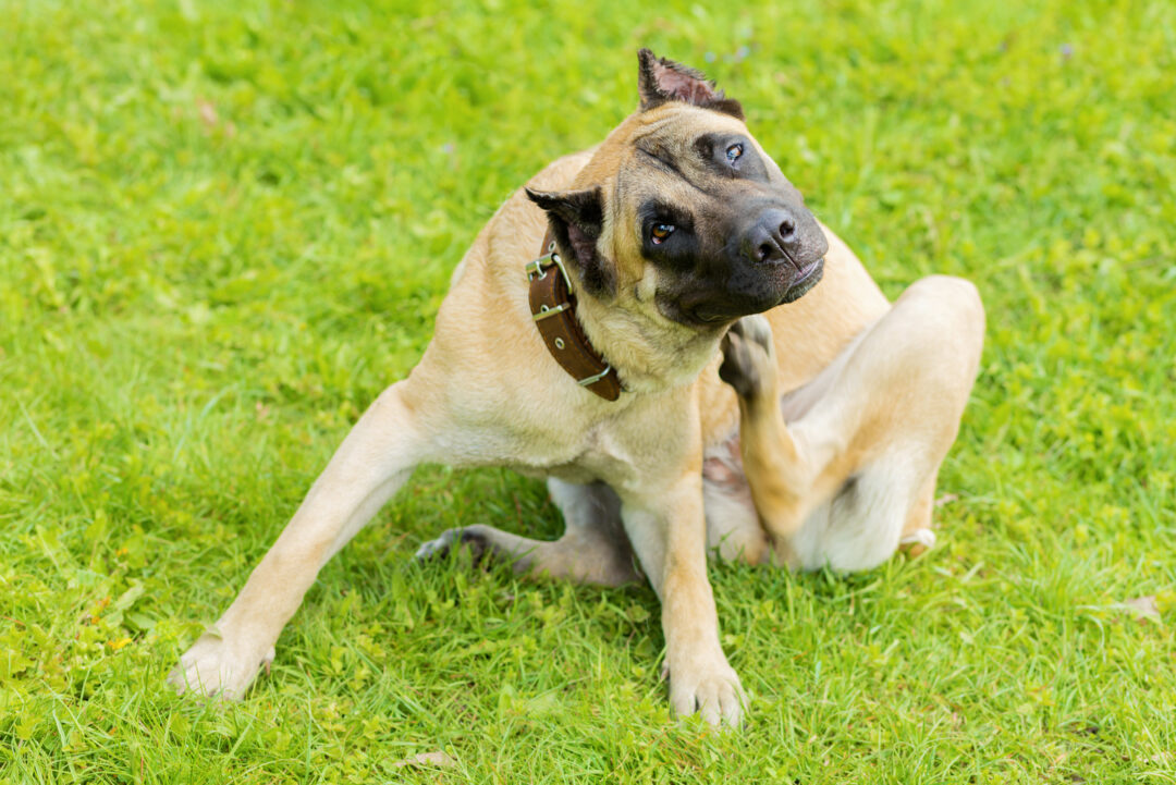 Common Cane Corso Health Issues You Should Look Out For