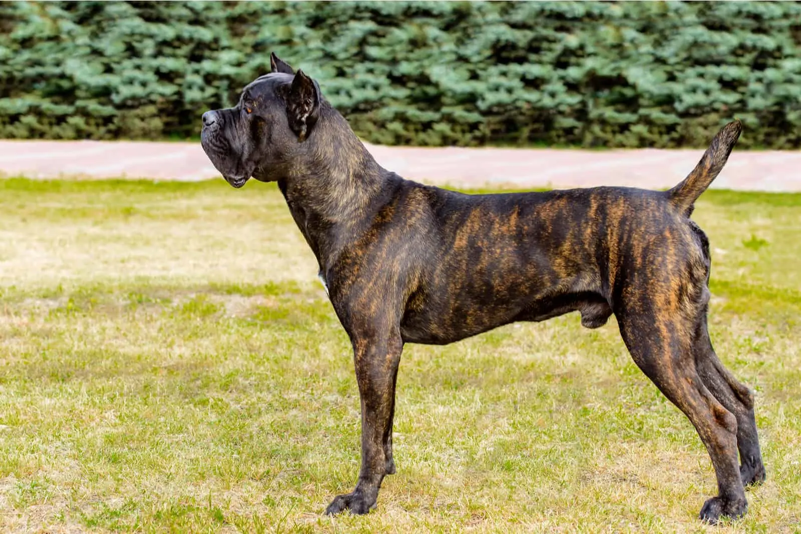 cane corso stands in the park and looks into the distance