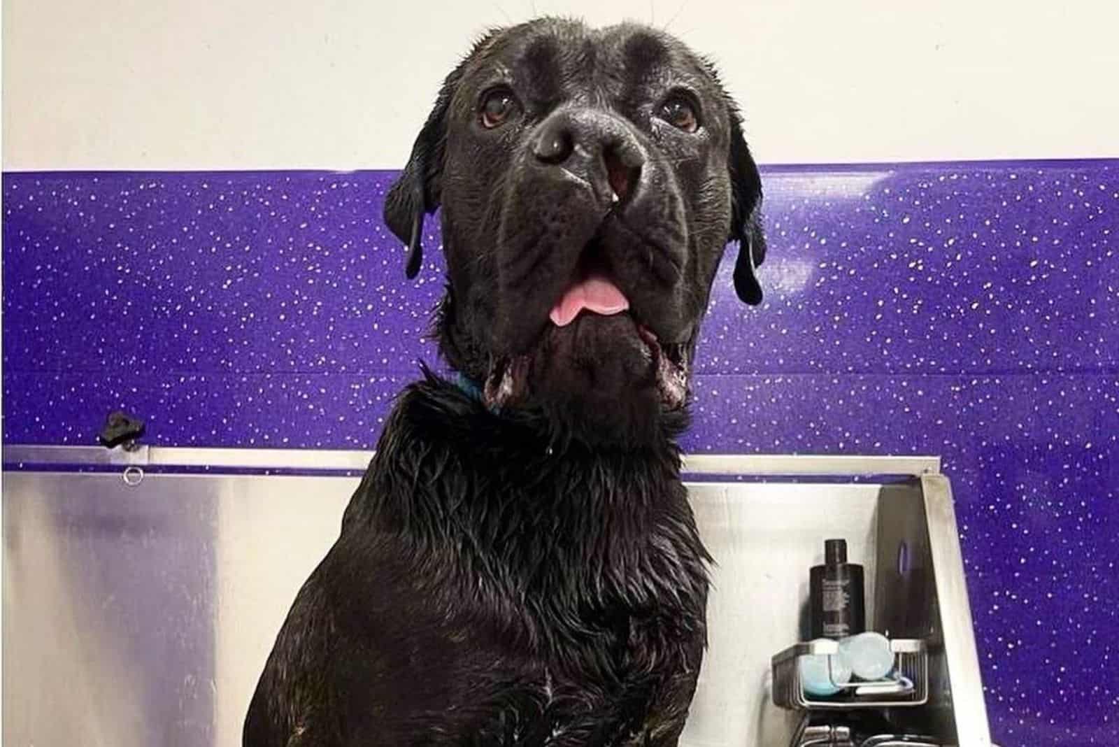 cane corso stands in the tub