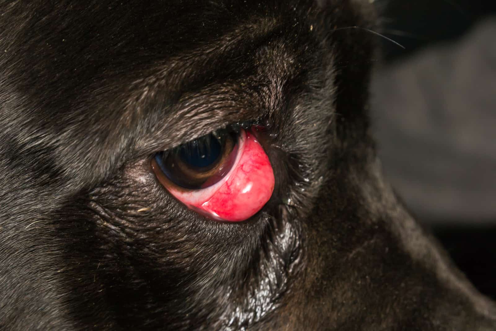 cane corso with a cherry eye