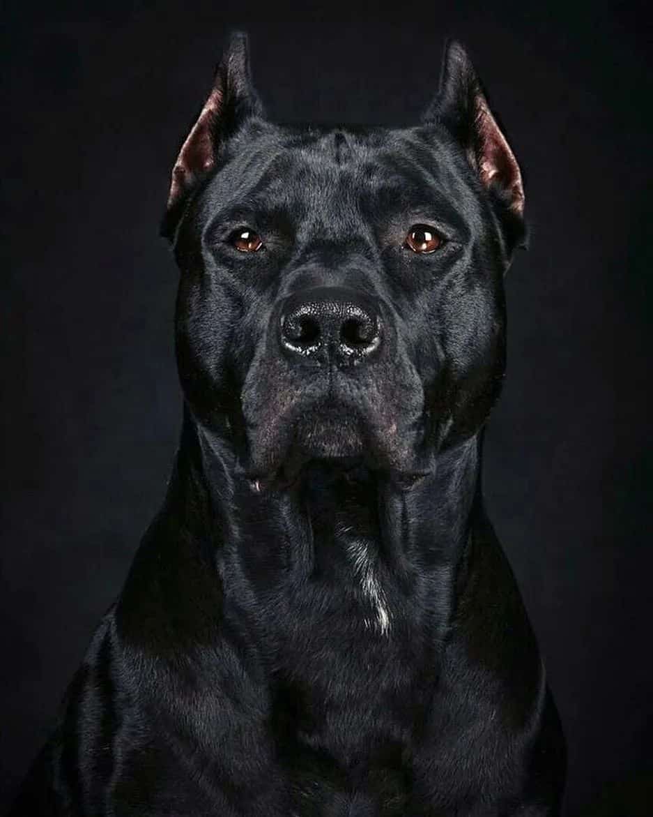 cane corso with black background