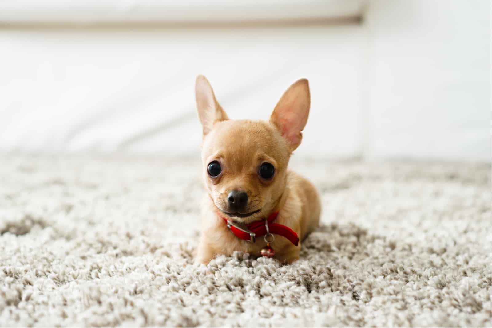 chihuahua on floor