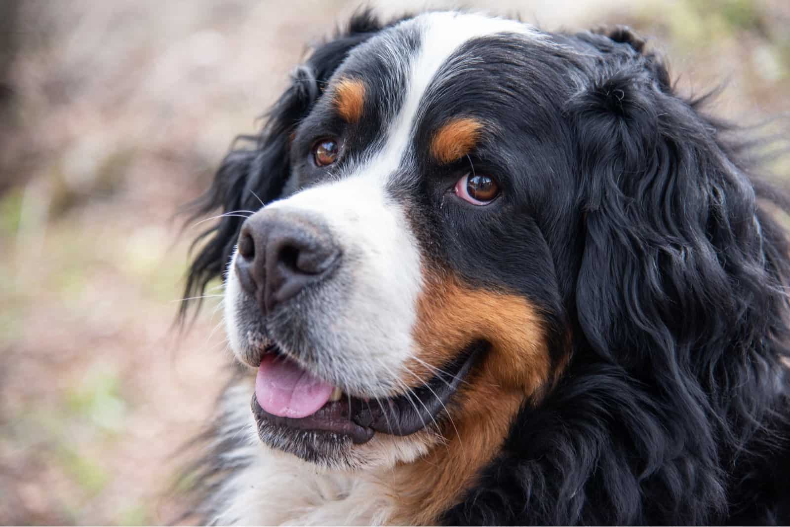 close portrait of a bernese mountain dog