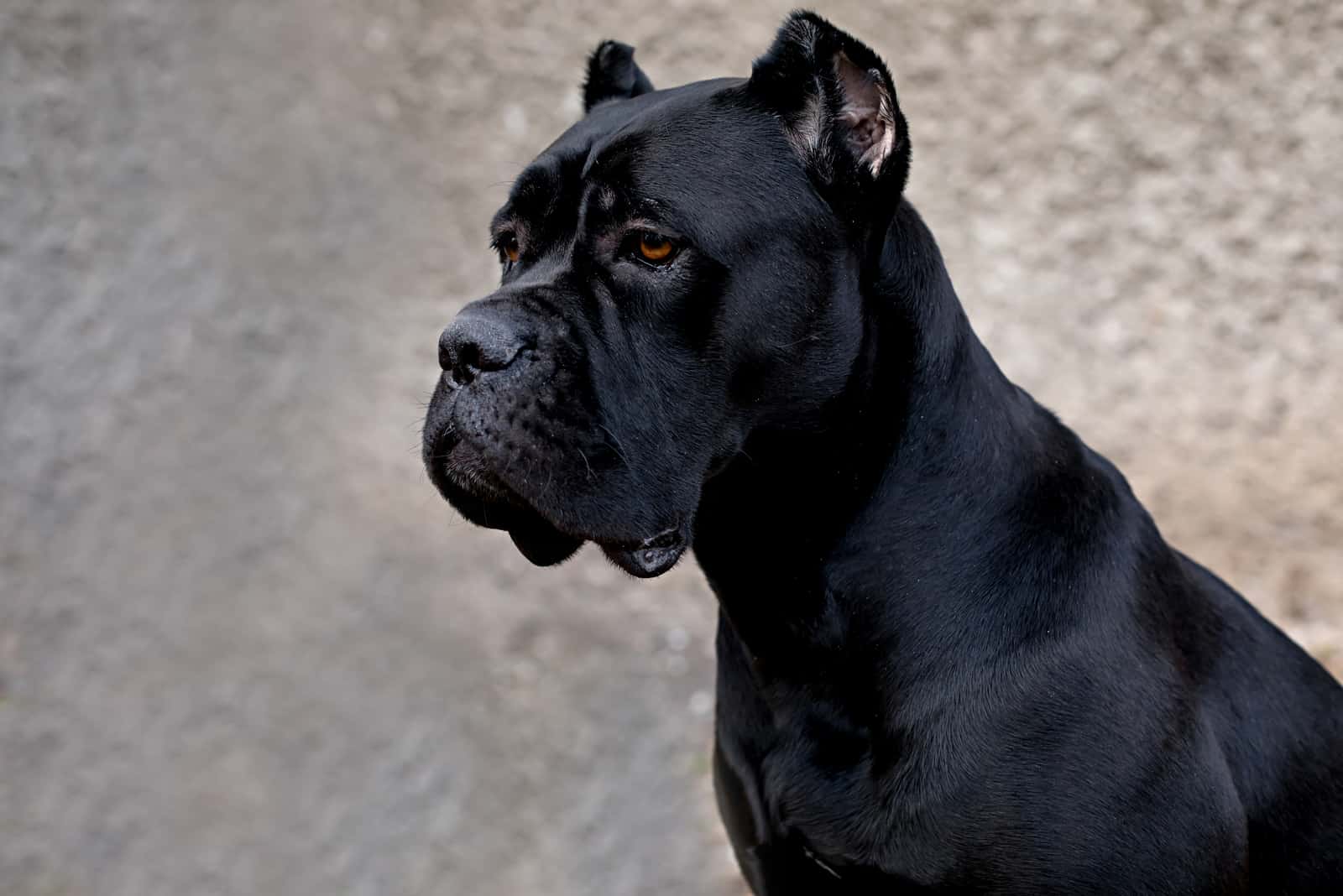 close up of Cane Corso