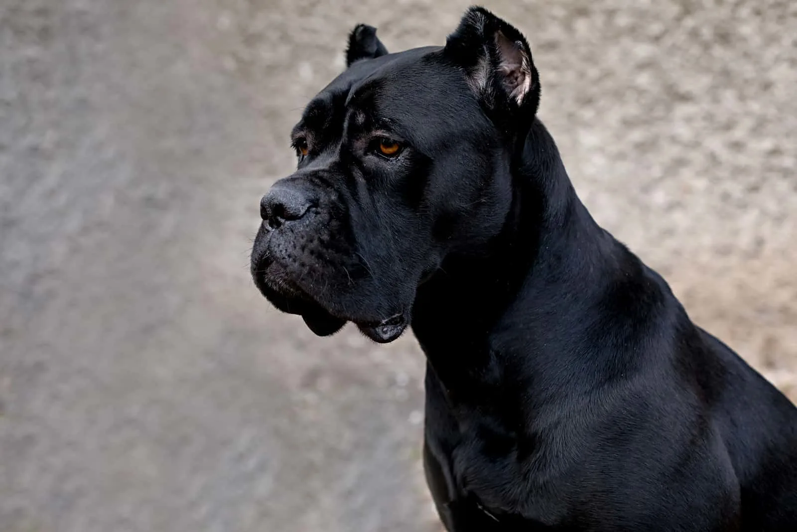 why do they crop cane corso ears