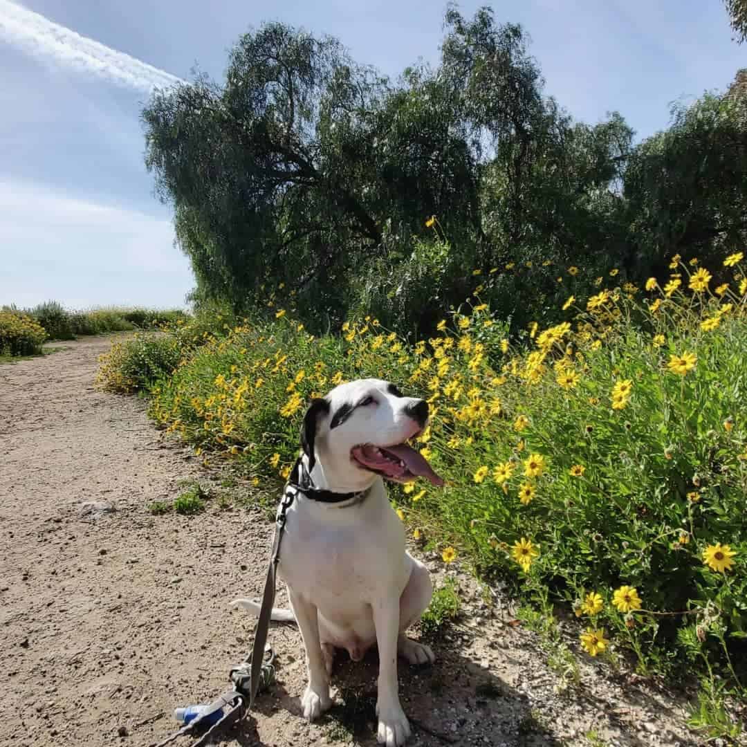 cocker spaniel boxer mix