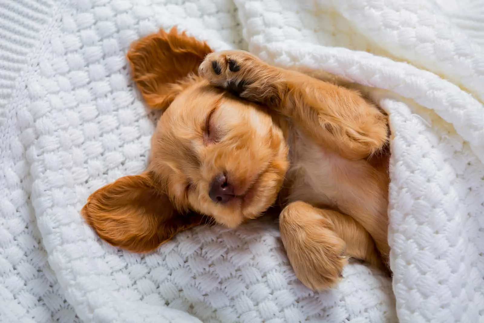 cocker spaniel puppy in blanket