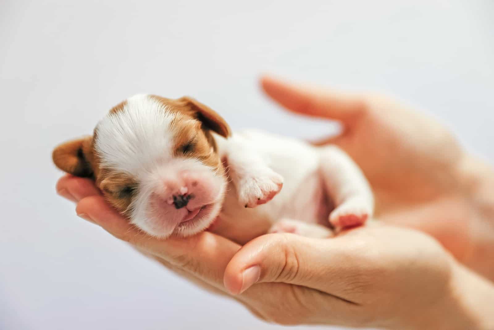 cocker spaniel newborn puppy in hands