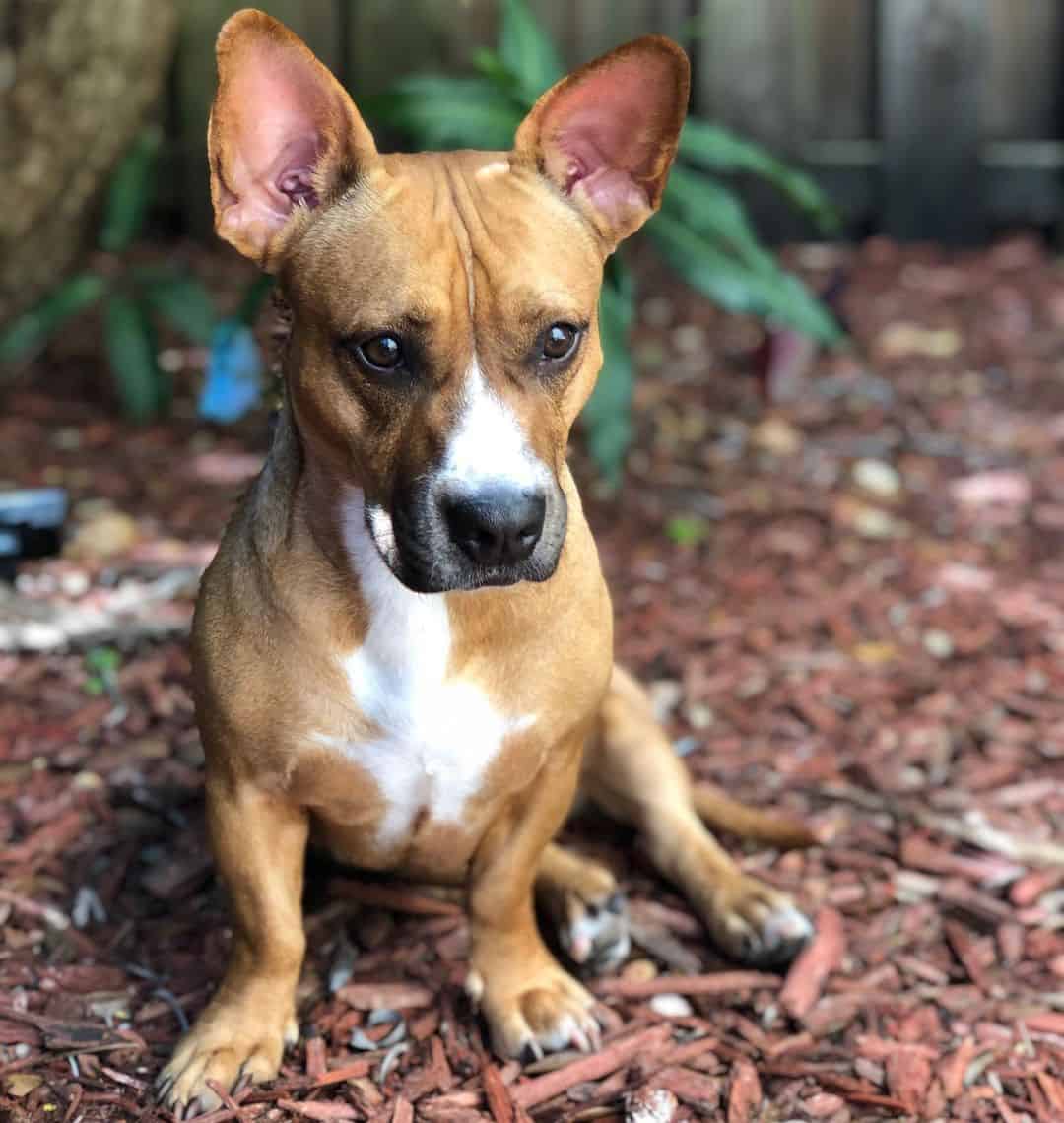 corgi boxer mix