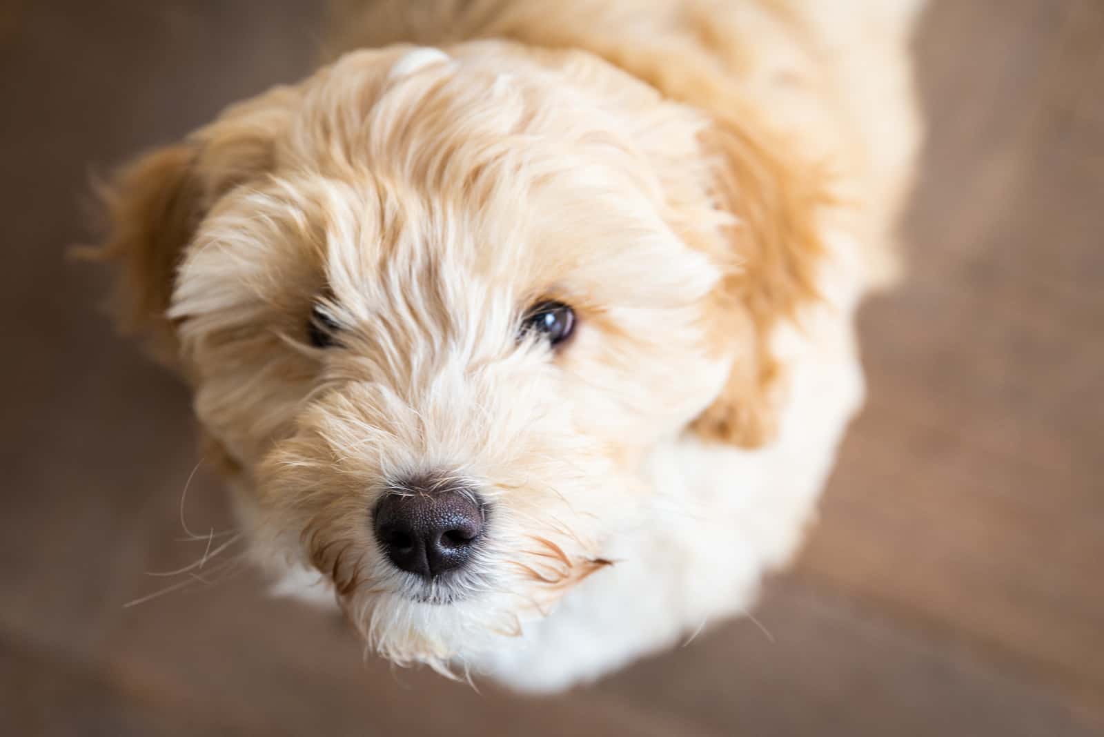 cream australian labradoodle dog