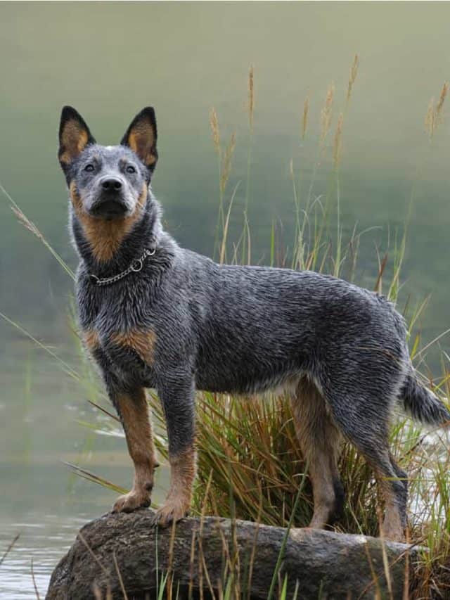 The Blue Heeler Mix 5 Facts You Need To Know PupVine