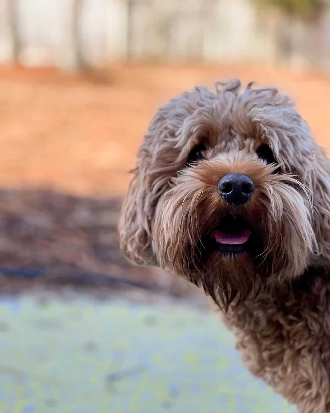 cropped photo of a mini australian goldendoodle