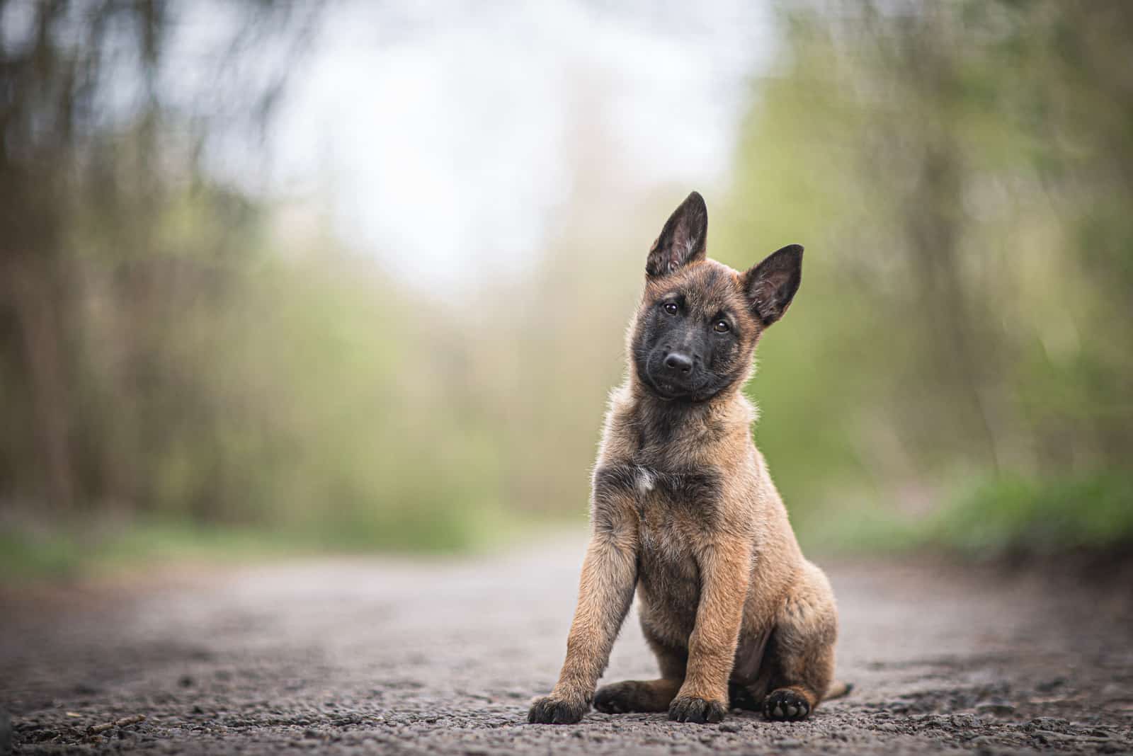 cute belgian malinois puppy