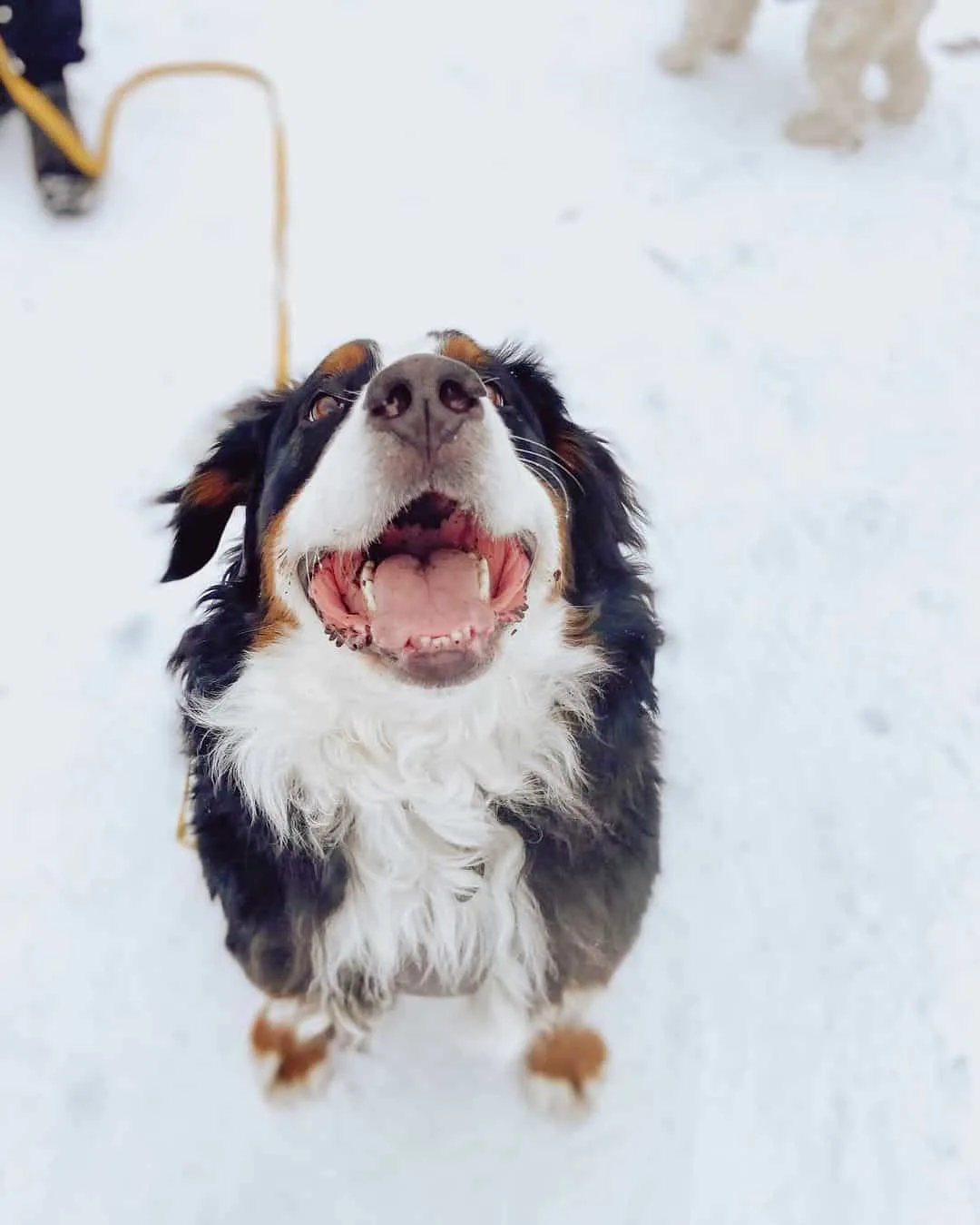 cute bernese mountain dog in snow