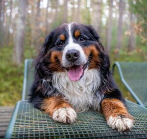 Bernese Mountain Dog Cost: Puppy Prices, Care, And Expenses