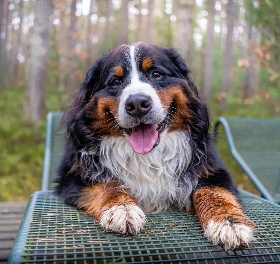 cute bernese mountain dog smiling