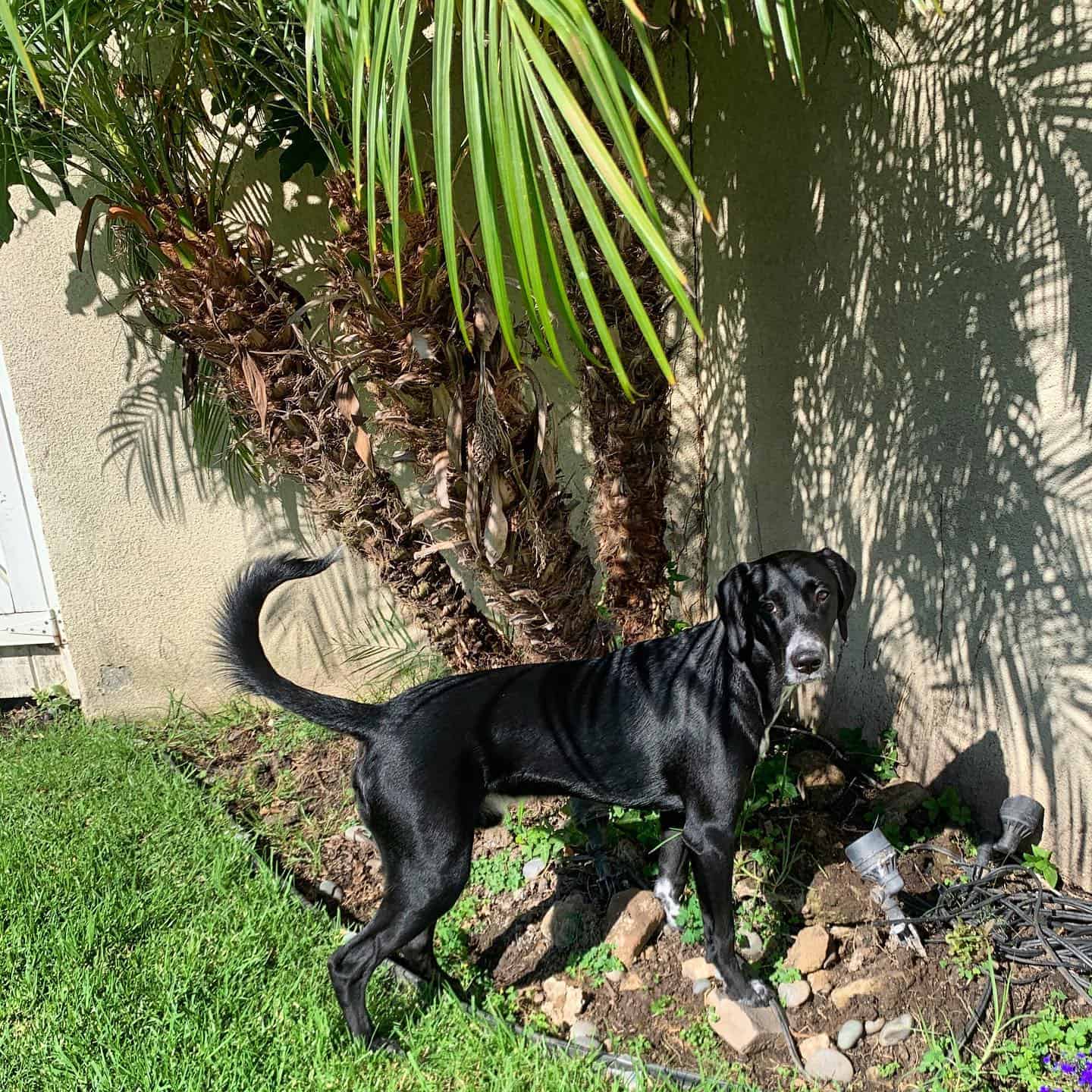 cute black goldmation