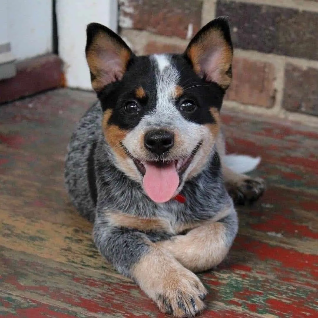cute blue heeler puppy
