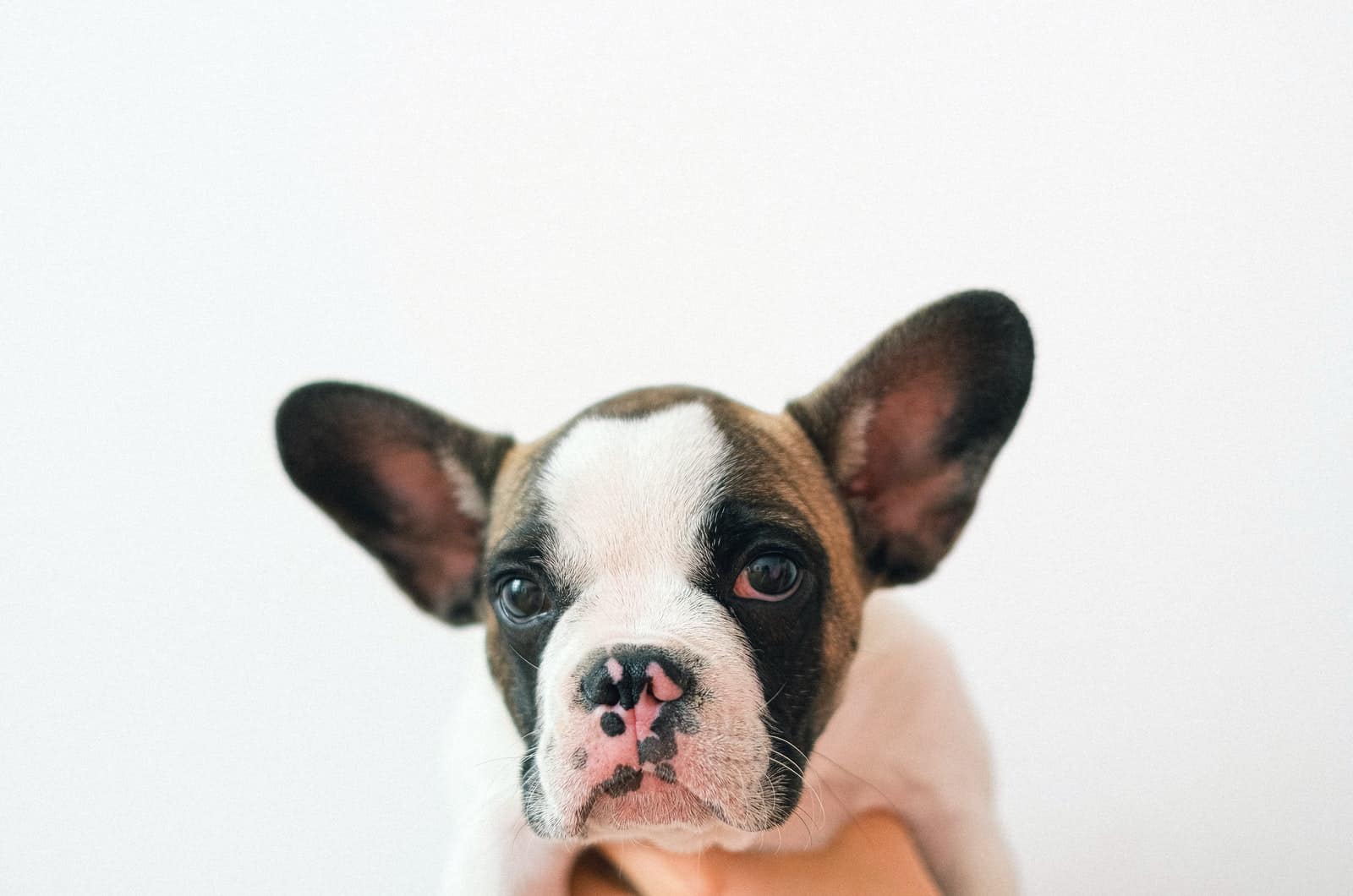 cute french bulldog with big ears