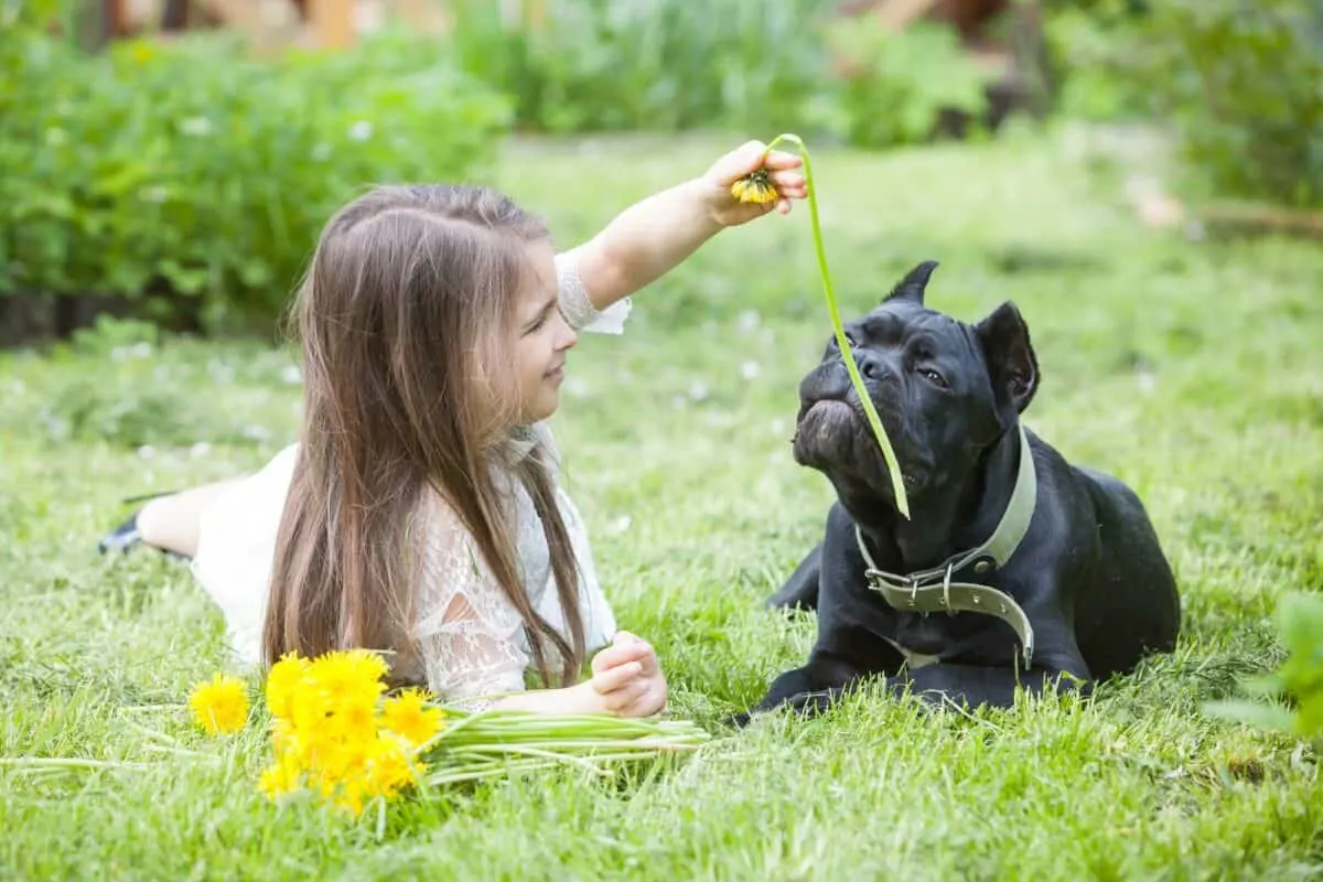 cute little girl playing with cane corso