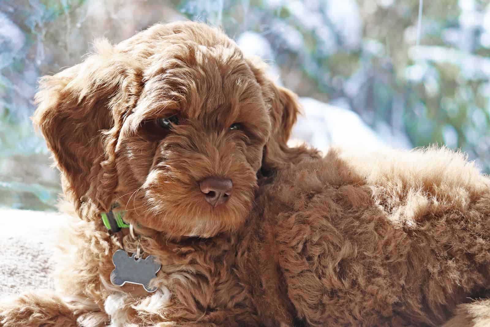 cute mini australian labradoodle