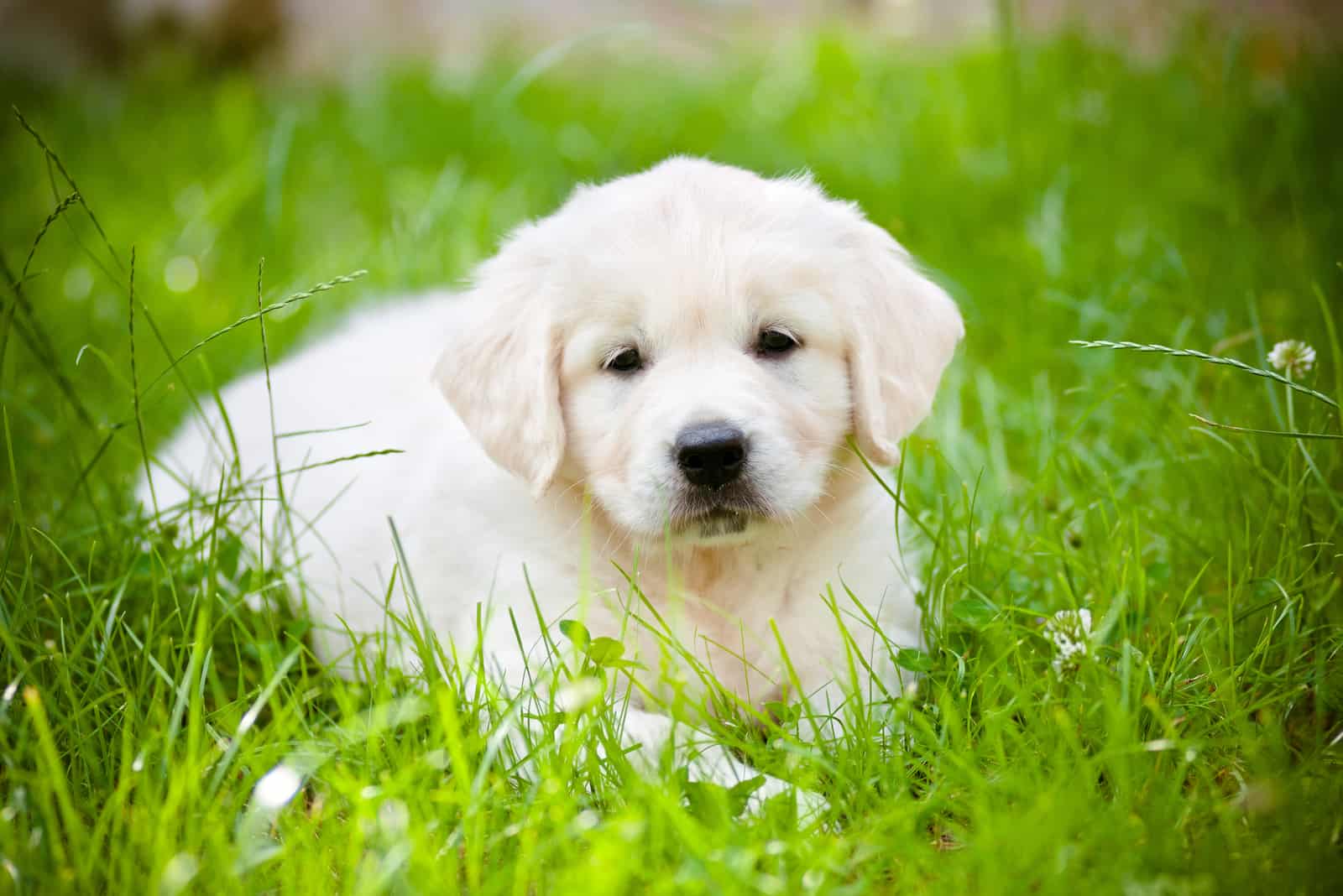 white golden retriever puppies        <h3 class=