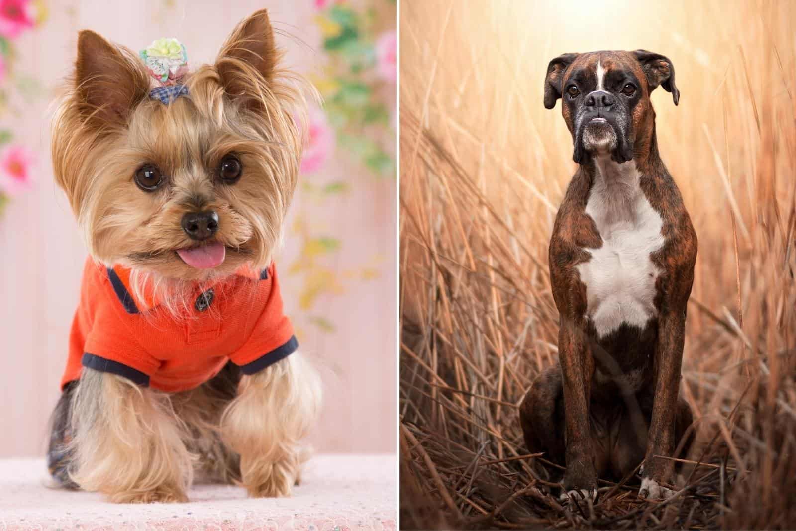 cute yorkie and boxer dog