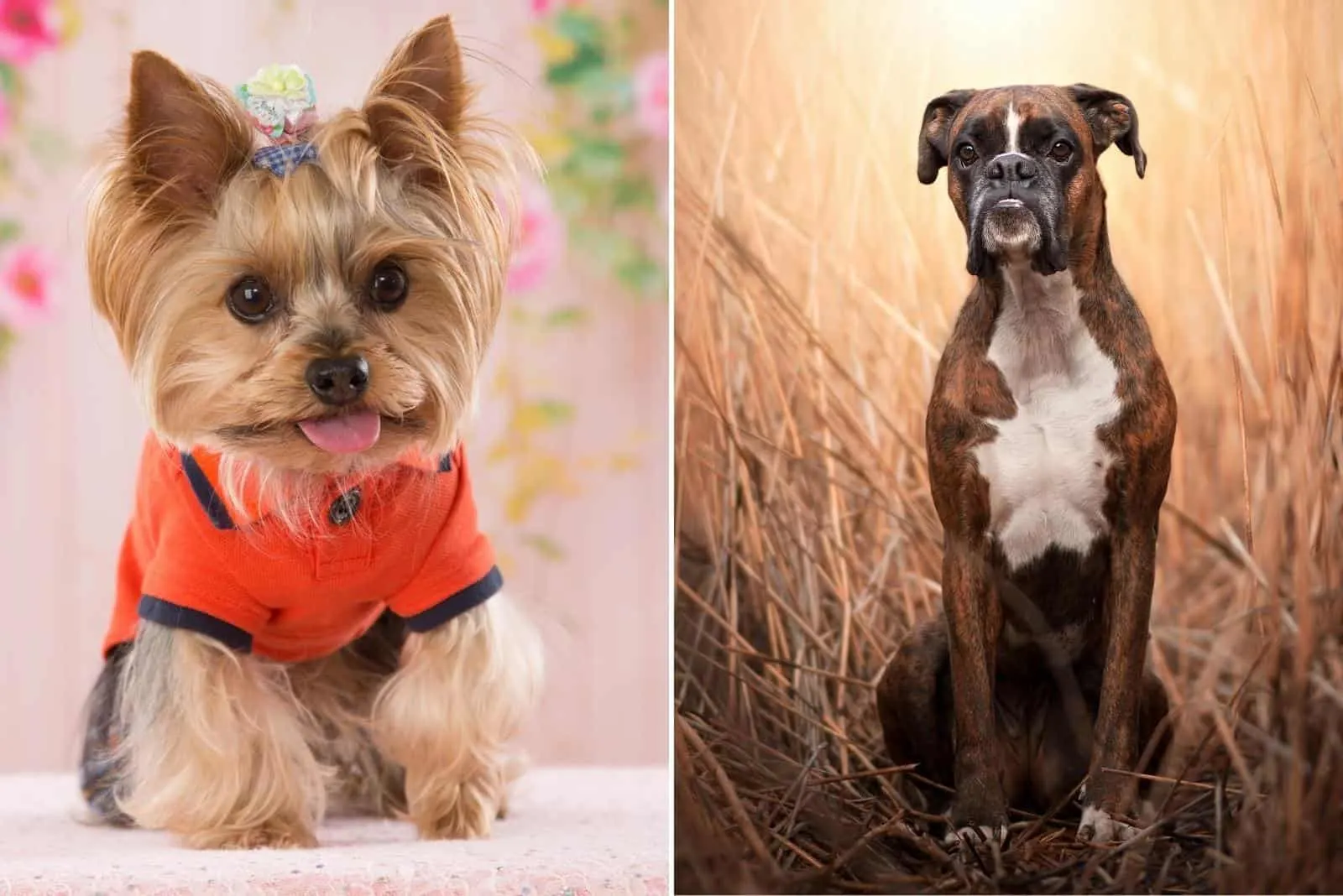 cute yorkie and boxer dog