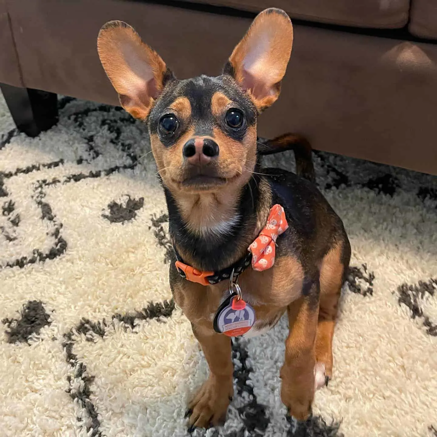 dachshund chihuahua mix