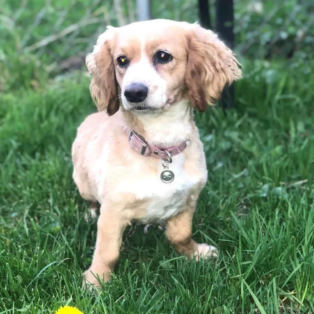22 Dachshund Mixes Most Adorable Mixed Dog Breeds