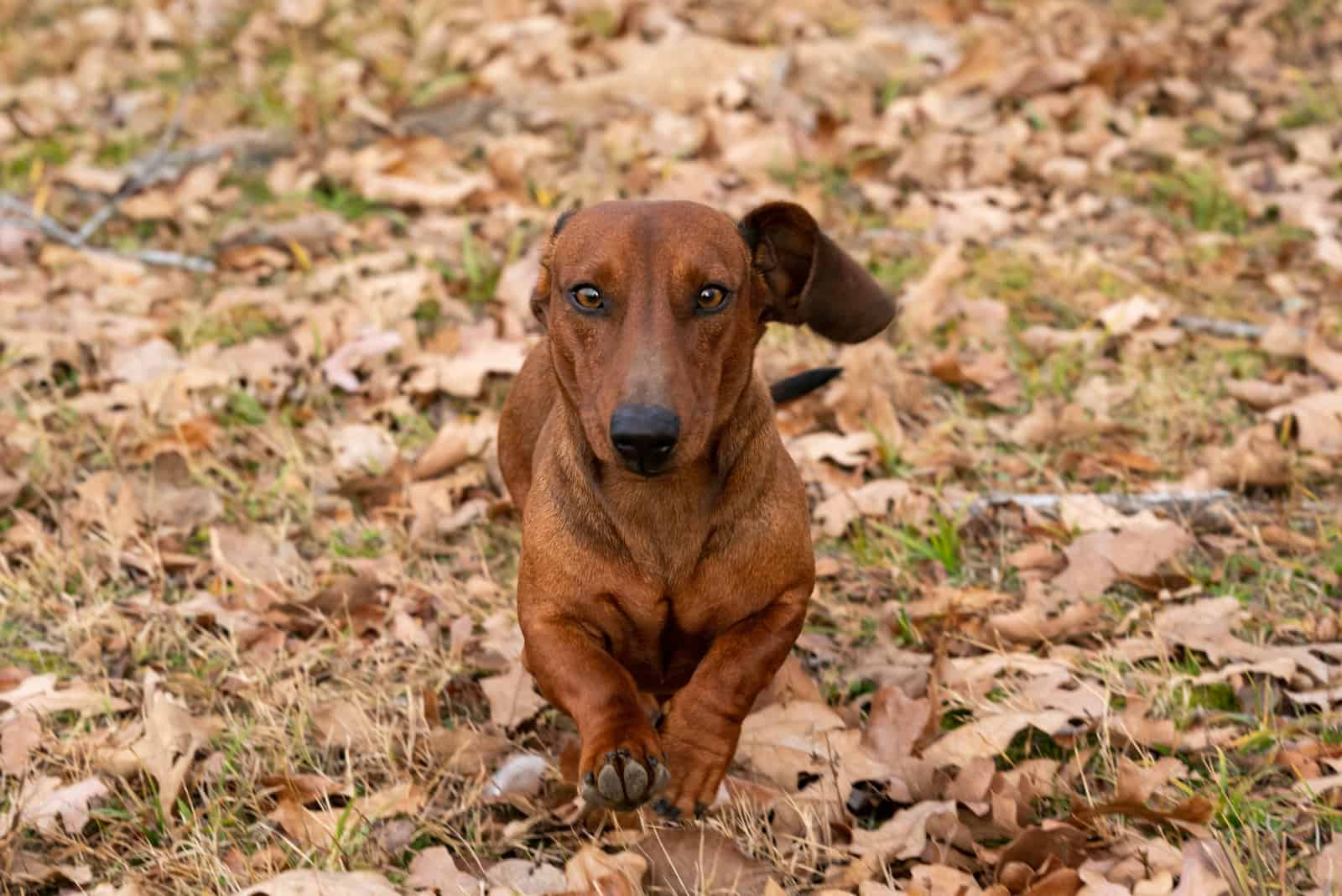 dachshund dog running on the leaves