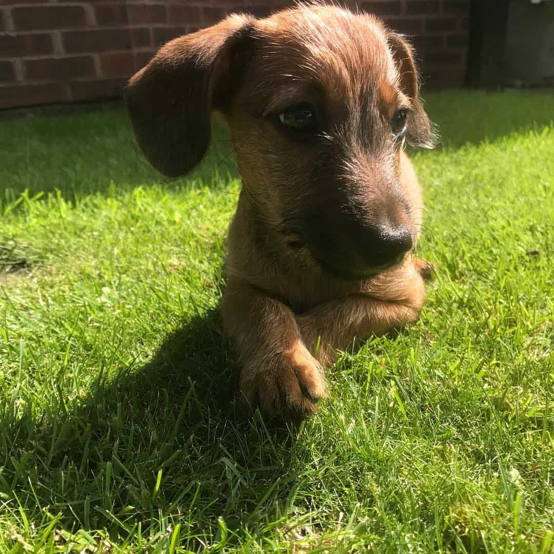 dachshund jack russell mix