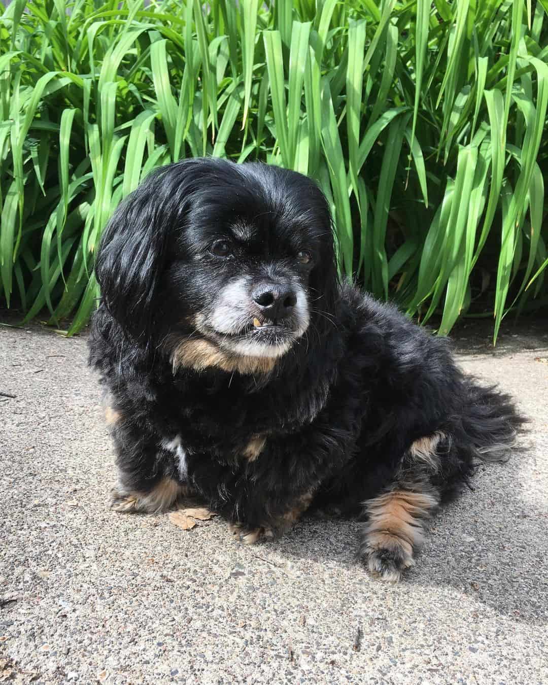 dachshund pekingese mix