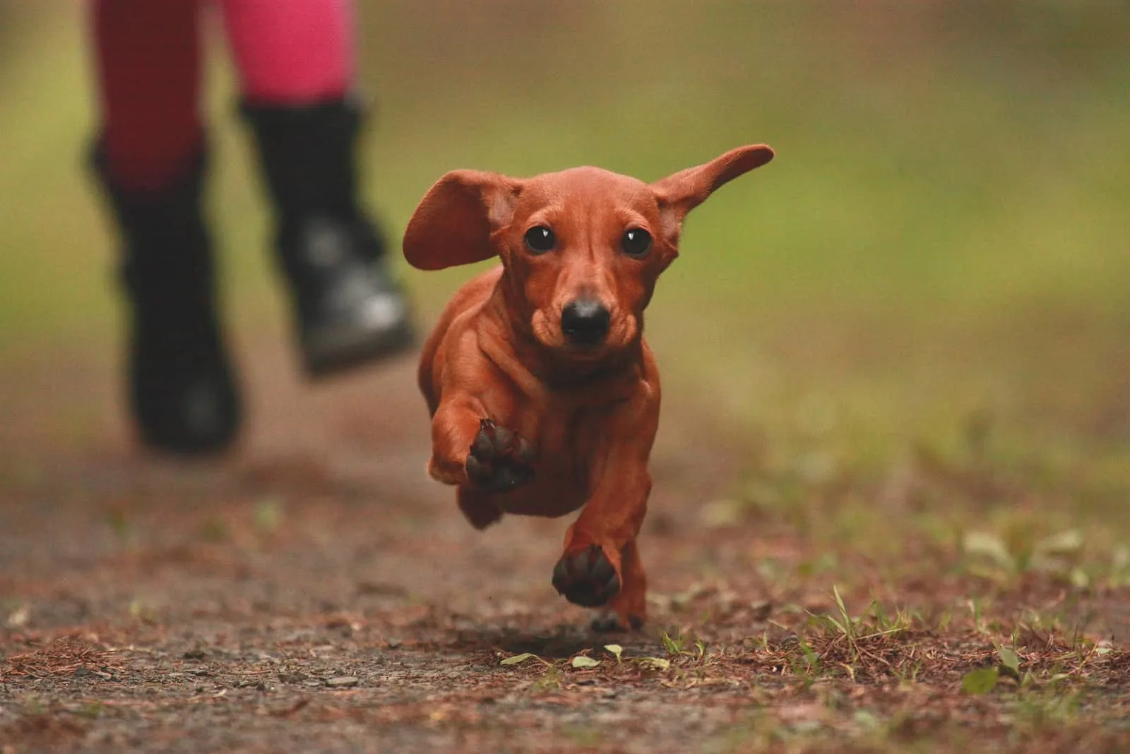 dachshund puppie running in nature