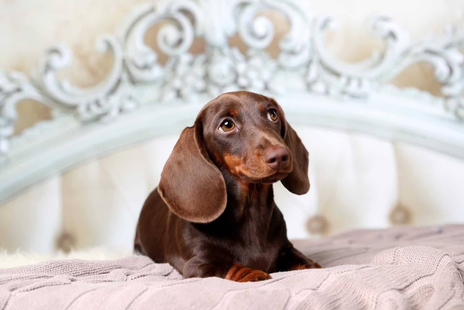 dachshund puppy lying in bed