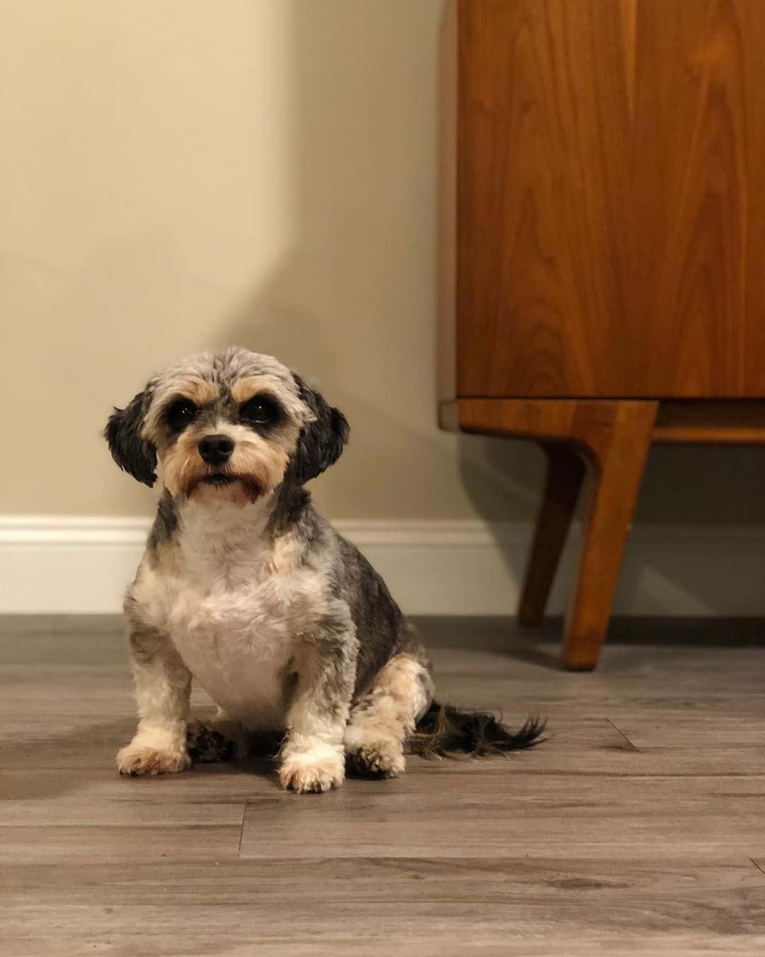 dachshund shih tzu mix