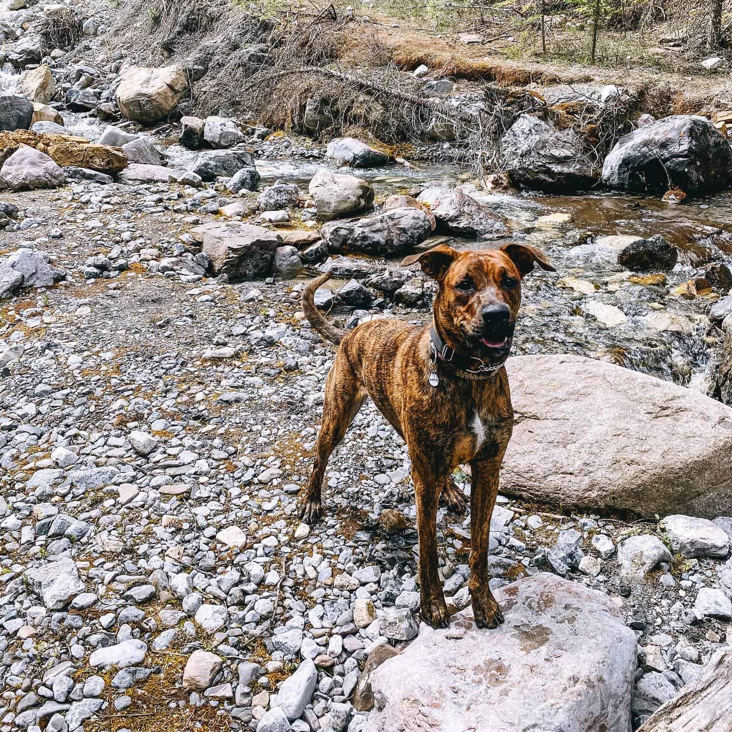 doberman boxer mix