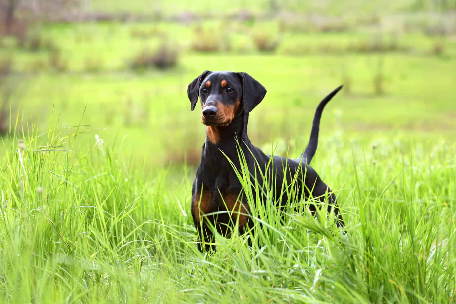 doberman in grass