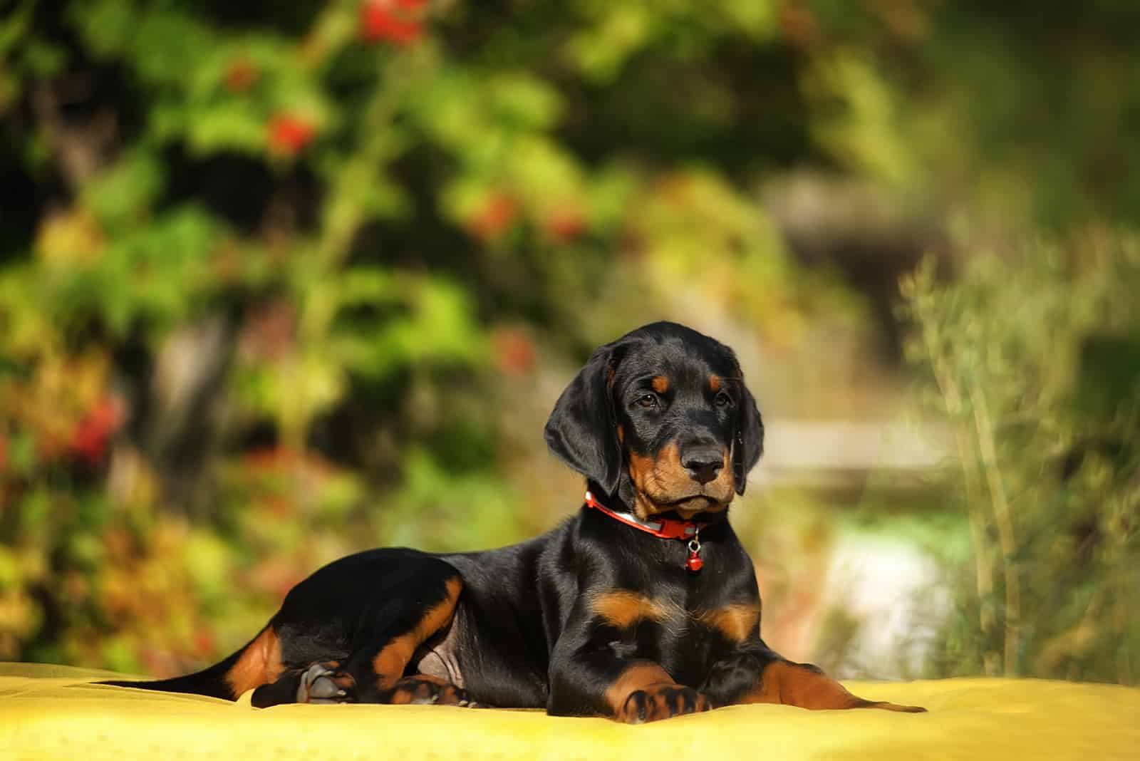 doberman puppy with uncropped ears