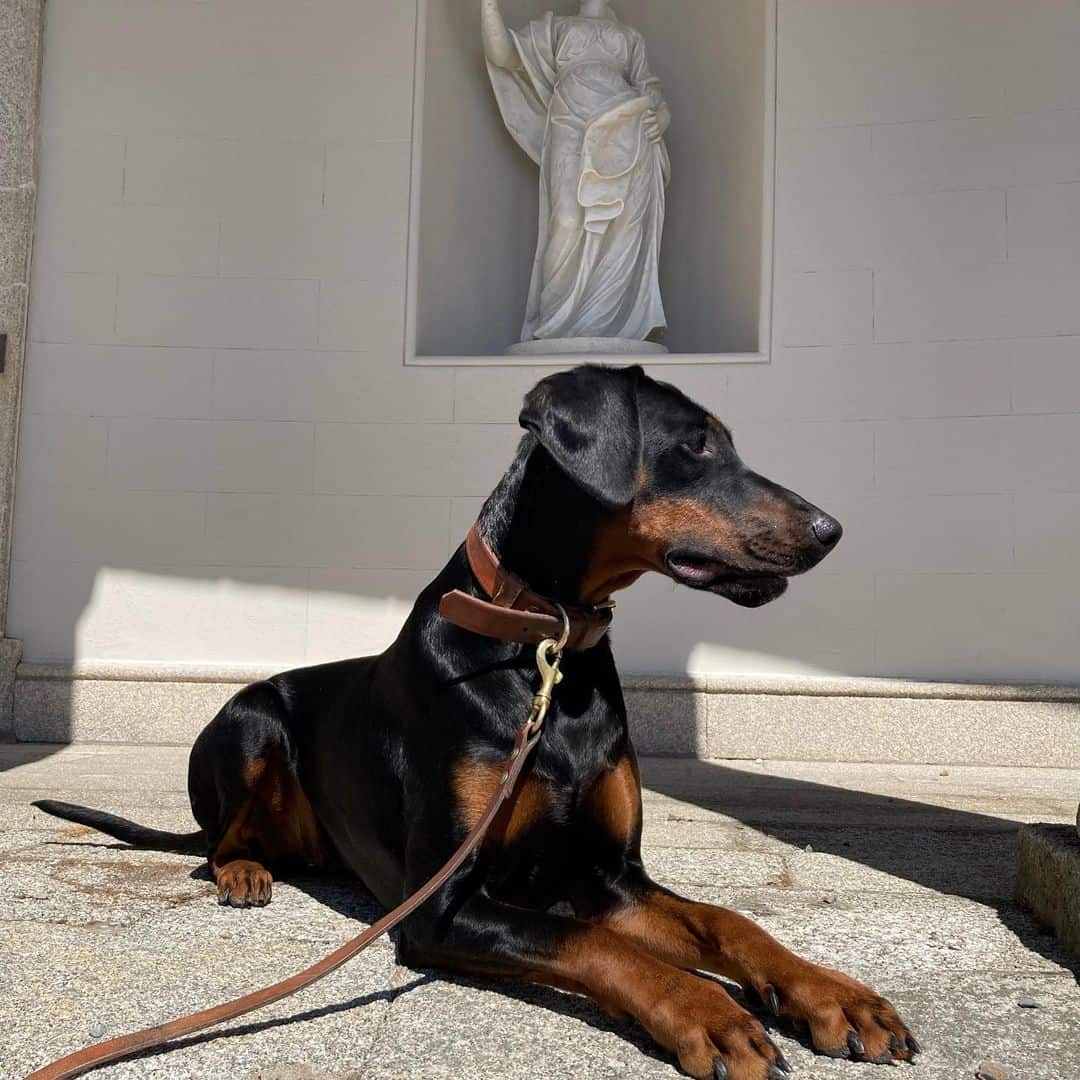 doberman resting on floor