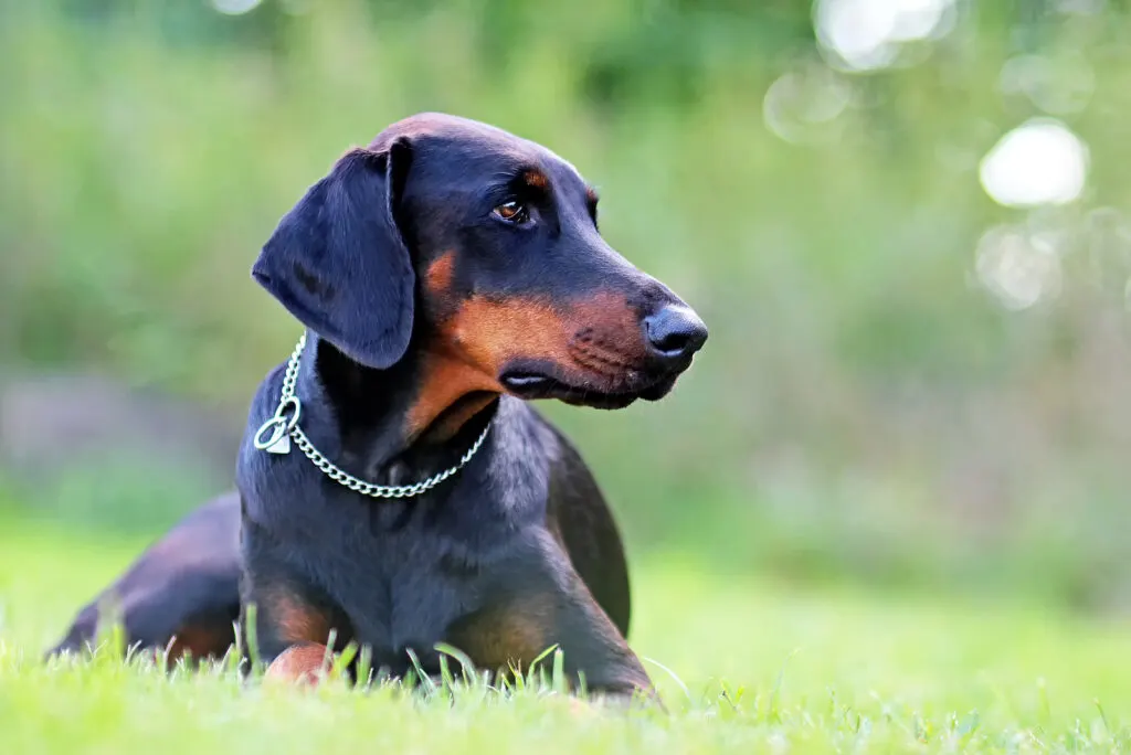 Doberman With Uncropped Ears The Truth About Ear Cropping