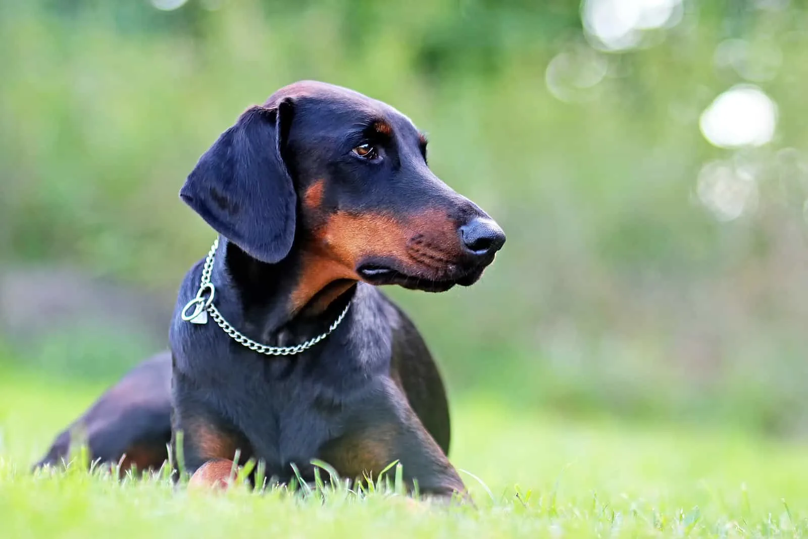 doberman with uncropped ears sitting