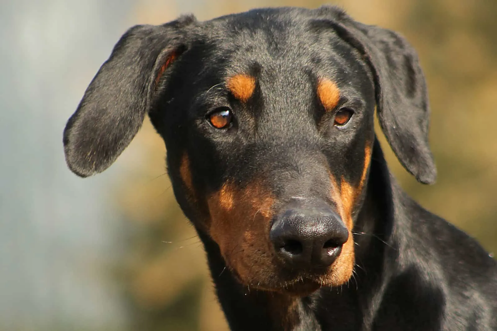 do doberman ears stand up naturally